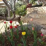 Hamarat קס